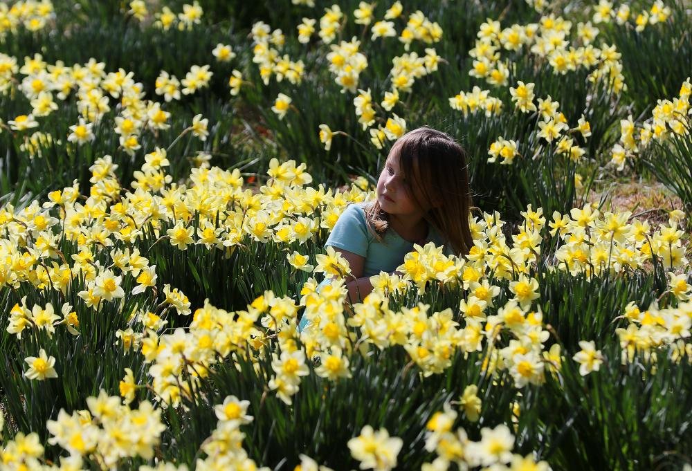 Wye Mountain Daffodil Festival