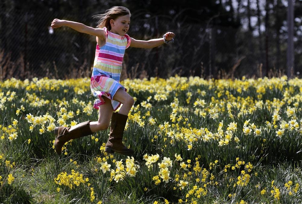 Wye Mountain Daffodil Festival The Arkansas DemocratGazette