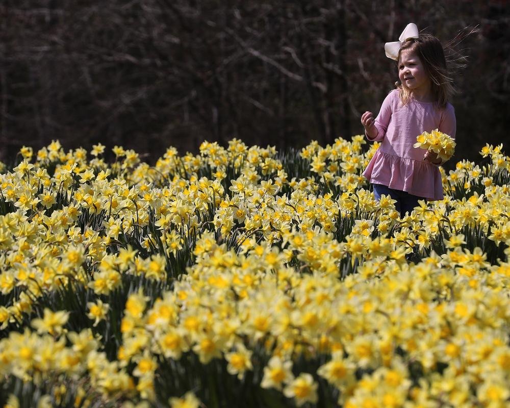 Wye Mountain Daffodil Festival The Arkansas DemocratGazette