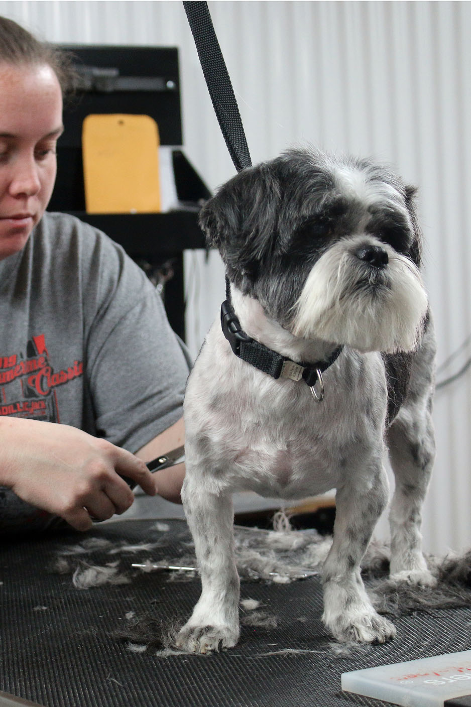 yuppy puppy grooming