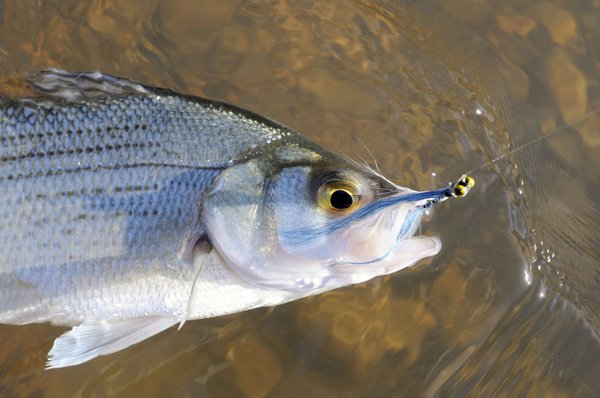 Anglers ready for dogwoods, white bass