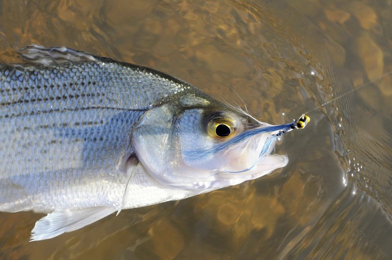 Anglers eagerly await the spring white bass spawning run. Fly fishing with a Clouser minnow hooked this white bass and several others during a previous spring. 
(NWA Democrat-Gazette/Flip Putthoff)