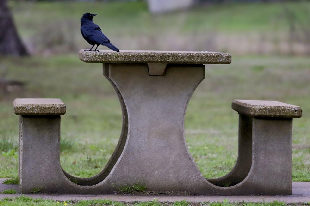 Spring arrival highlighted with National Picnic Day