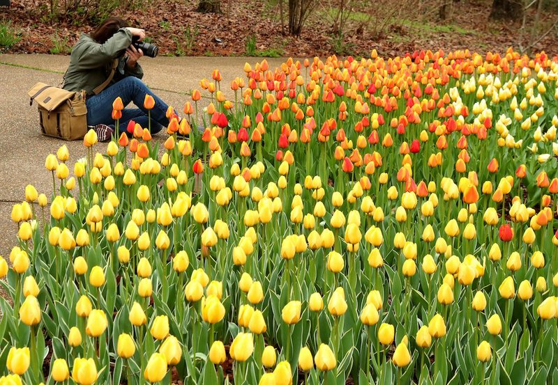 A visitor photographs of some of the thousands of tulips beginning to bloom at Garvan Woodland Gardens on Tuesday, March 17. - Photo by Richard Rasmussen of The Sentinel-Record
