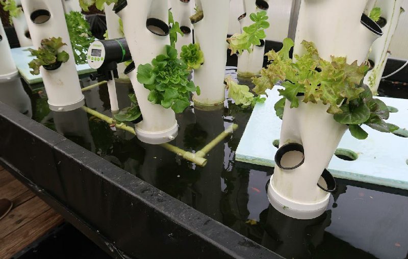 Fish patrol the water table from which vertical towers rise at Gunnar Shaffer's Agrowponics trial garden in Little Rock. (Special to the Democrat-Gazette/Janet B. Carson)