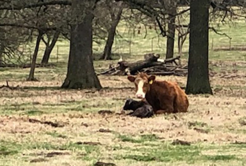 Momma cow and her newborn calf at rest in the pasture along the Razorback Greenway. (Courtesy photo)