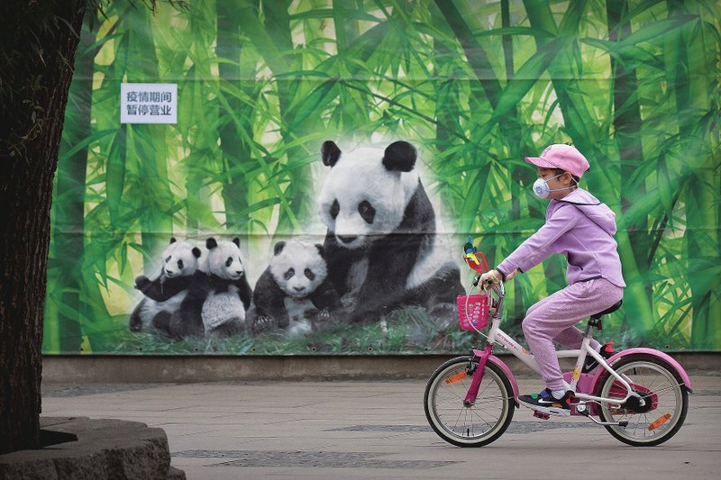 A girl wearing a face mask rides a bicycle past a mural of giant pandas at the Beijing Zoo after it opened its outdoor exhibit areas to the public after being closed during the coronavirus outbreak in Beijing, as the capital slowly returns to normal amid a sharp fall in the number of new coronavirus cases. (AP/Mark Schiefelbein)