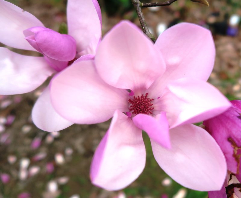 The tulip magnolia (Magnolia x soulangeana) is not a native tree in Arkansas. (Special to the Democrat-Gazette/Janet B. Carson)