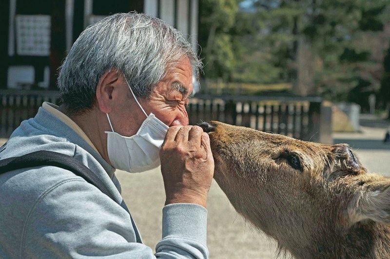 A tourist feeds a dear specially made deer crackers while visiting a temple in Nara, Japan. (AP/Jae C. Hong)