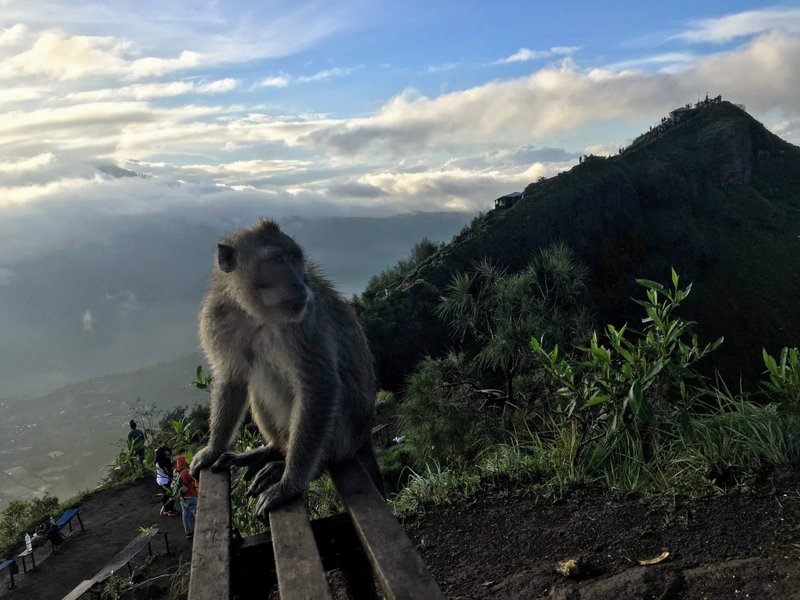 A monkey rests on a bench near the summit of Mount Batur near Bali, Indonesia. 
(The Washington Post/Debra Bruno)