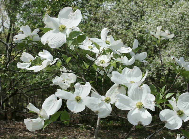 "Harbinger of Spring," a photograph of dogwood blooms taken last spring by Linda Scogin, will be among the featured works at the April art show at White Lotus in Fayetteville. The selection is part of a series of dogwood photos that will be on display. The White Lotus April art show also offers art by Catherine Brimberry, Nancy Sanders, Jammie Hayes, Red Starr, Ed Laningham, Karl Killian and Ruthie Graen. The show includes paintings, photography, mixed media, jewelry and pottery. For hours and information, email lotuswhite@sbcglobal.net. (Courtesy Photo/Linda Scogin)