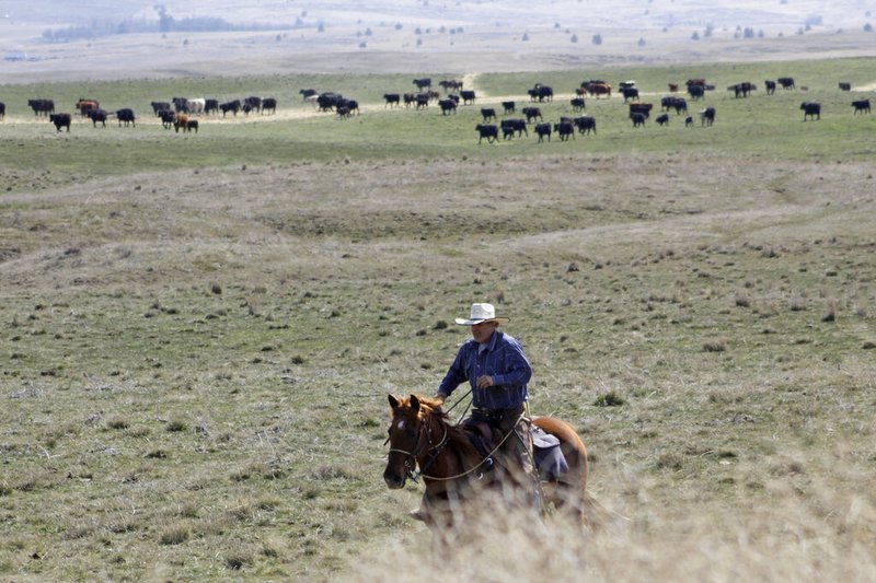 In this photo taken March 20, 2020, cattle rancher Joe Whitesell rides his horse in a field near Dufur, Oregon, as he helps a friend herd cattle. Tiny towns tucked into Oregon's windswept plains and cattle ranches miles from anywhere in South Dakota might not have had a single case of the new coronavirus yet, but their residents fear the spread of the disease to areas with scarce medical resources, the social isolation that comes when the only diner in town closes its doors and the economic free fall that's already hitting them hard.