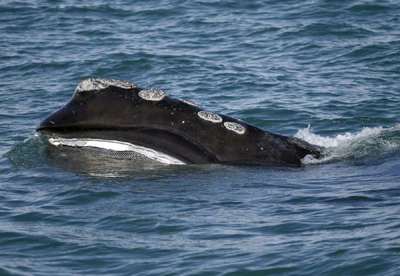 A North Atlantic right whale feeds in Cape Cod Bay off the coast of Plymouth, Mass., in 2018. Ship strikes involving the rare whales are on the rise, researchers say.
(AP/Michael Dwyer)