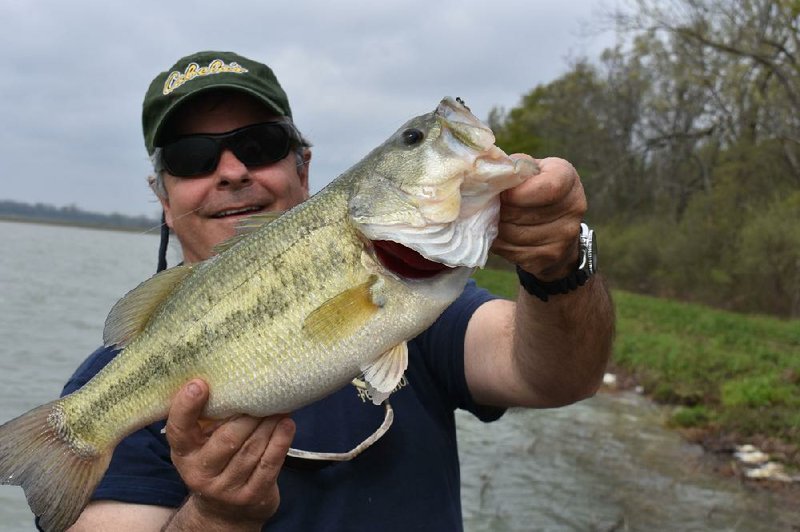 The author used a chartreuse/white chatterbait to catch this 4-pound largemouth, the largest bass of the day. (Arkansas Democrat-Gazette) 