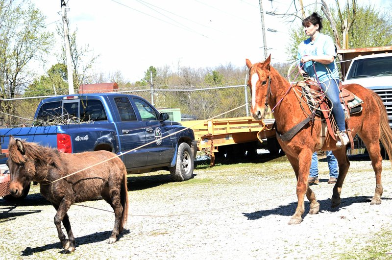 Westside Eagle Observer/MIKE ECKELS Jennifer Rumsey and her mount escort an escapee to a waiting horse trailer March 24 after lassoing the loose mule in the Decatur maintenance lot behind City Hall.