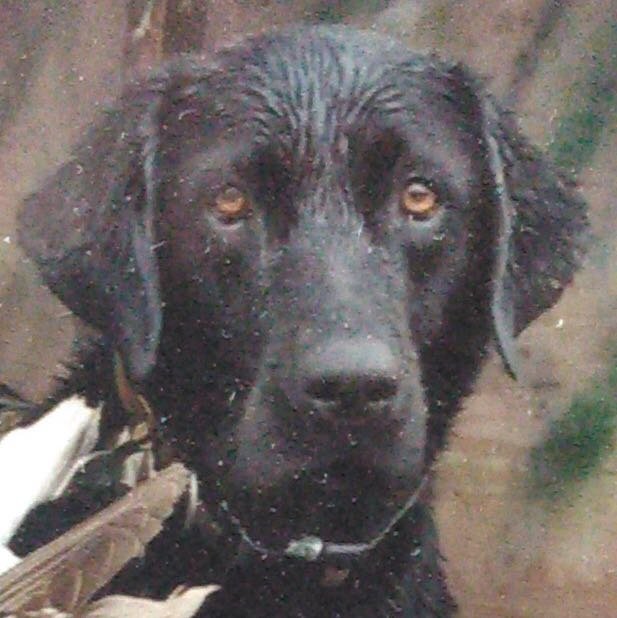 JoJo was shot on March 27, according to the Columbia County Sheriff's Office.