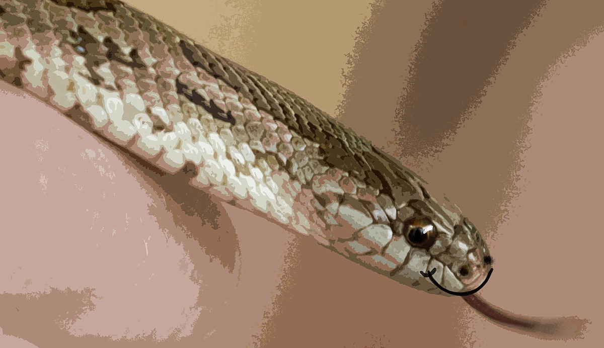 WELL NEWS: Fewer snakebites for scientists who study snake bits | The ...