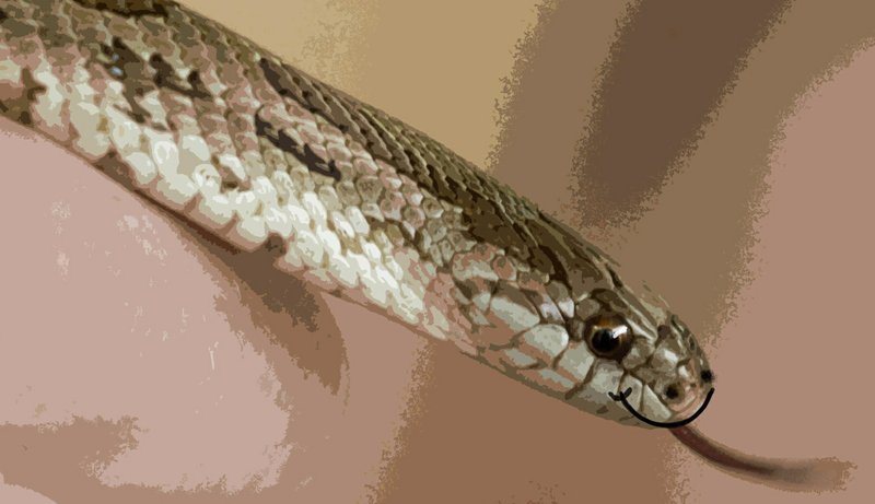fewer snakebites for scientists who