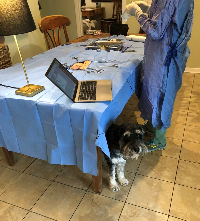 
It's whats's for dinner -- To continue learning while sheltering in place, vet students are performing mock surgery on synthetic animal organs at home over Zoom, which is making some pets nervous. Photo courtesy of JEP