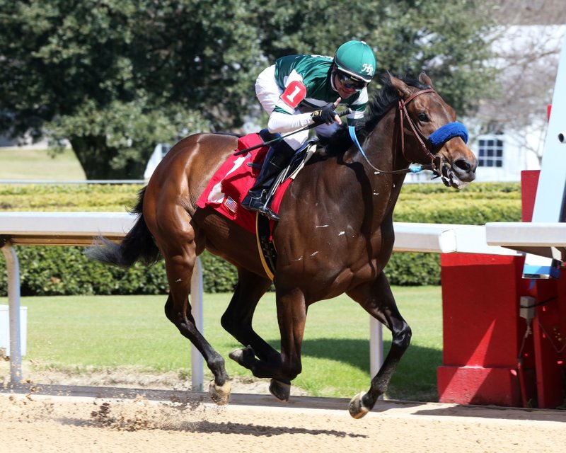Submitted photo CLEAR CONTENDER: Edgeway, under jockey Tyler Baze, races to a five-length maiden victory on Feb. 29 at Oaklawn Park. Edgeway is the early 3-1 second choice for today's $100,000 Purple Martin for 3-year-old fillies. Photo courtesy of Coady Photography