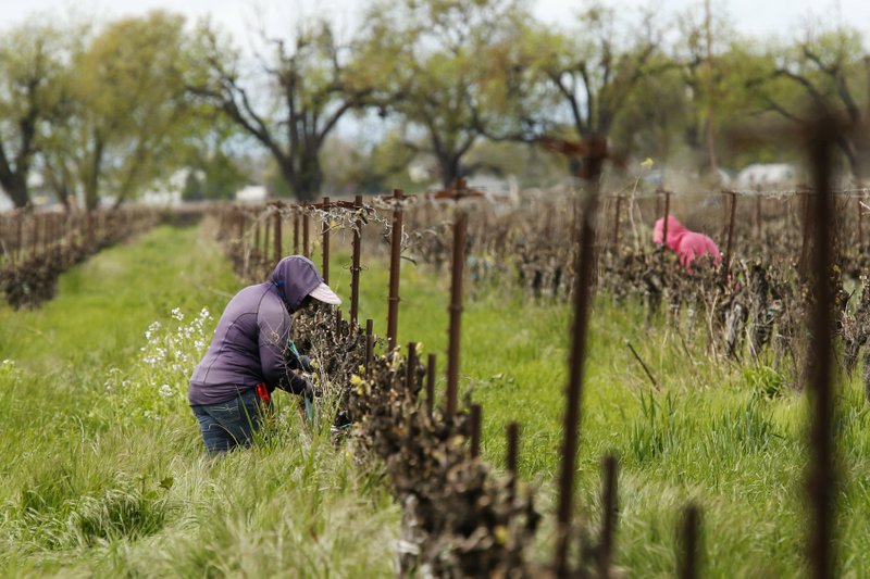 In this March 24, 2020, photo, farmworkers keep their distance from each other as they work at the Heringer Estates Family Vineyards and Winery in Clarksburg, Calif. Farms continue to operate as essential businesses that supply food to California and much of the country as schools, restaurants and stores shutter over the coronavirus. But some workers are anxious about the virus spreading among them and their families. Steve Heringer, general manager of the 152-year-old family owned business said workers now have more hand sanitizer and already use their own gloves for field work.
(AP/Rich Pedroncelli)