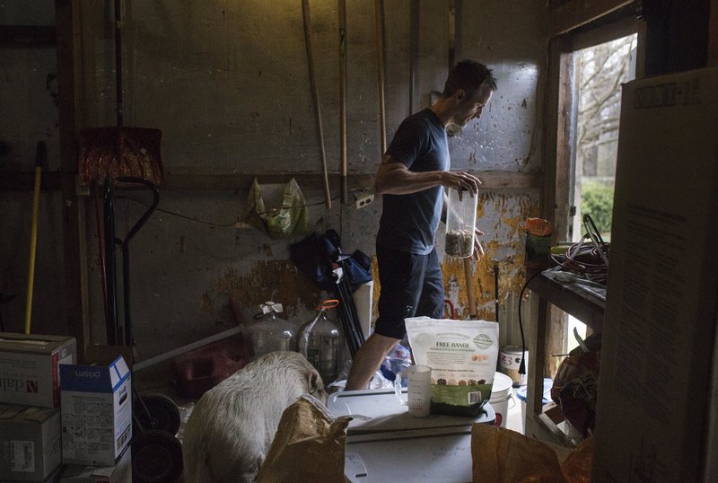 Caleb Schoeppe leads his pet pig Korky out his barn Friday at his home in Lowell. Schoeppe, like many artists, are experiencing a decrease in foot traffic to gallery showings. (NWA Democrat-Gazette/Charlie Kaijo)