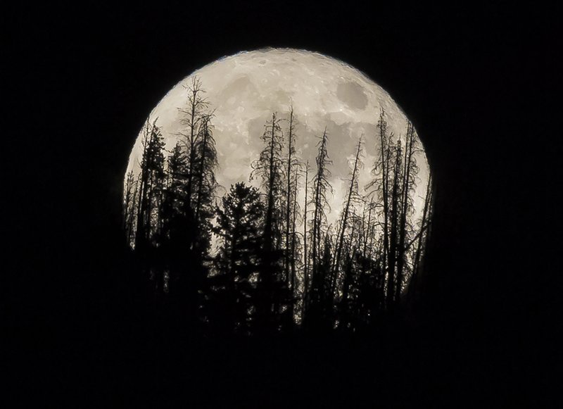 The Associated Press FULL SUPERMOON: In this Nov. 14, 2016, file photo, evergreen trees are silhouetted on the mountain top as a supermoon rises over over the Dark Sky Community of Summit Sky Ranch in Silverthorne, Colo. A supermoon will rise in the sky this evening, looking to be the biggest and brightest of the year. Not only will the moon be closer to Earth than usual, it will also be a full moon.