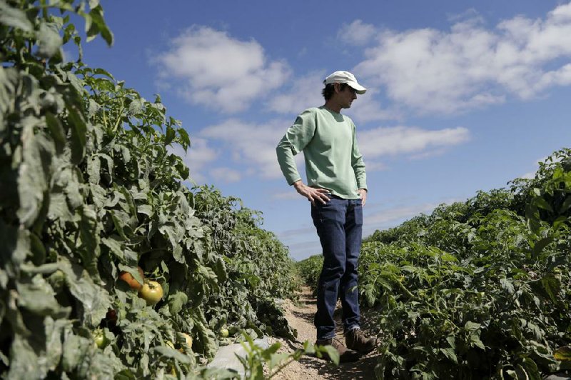 DiMare farm manager Jim Husk walks among tomato plants in a field in Homestead, Fla., in late March. Thousands of acres of fruits and vegetables grown in Florida are being plowed under or left to rot because farmers can’t sell their produce during the nationwide slowdown.
(AP/Lynne Sladky)