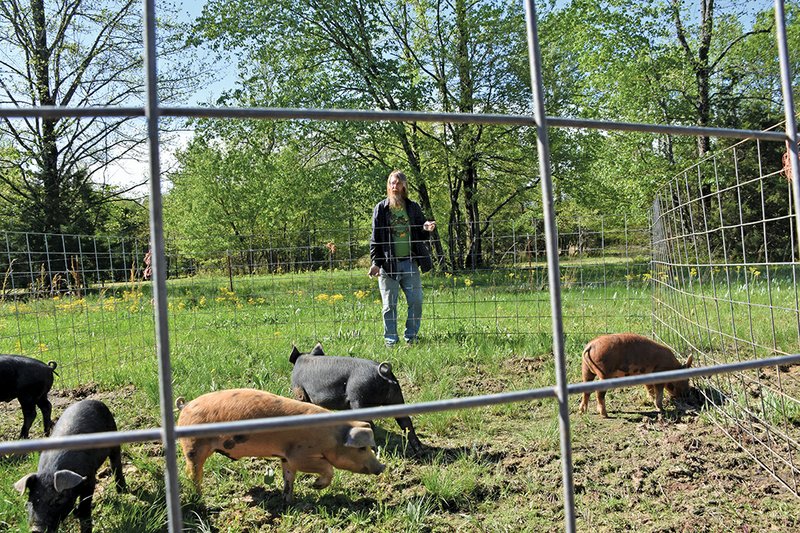 John Martineau with Rose Hill Homestead in Romance inspects some of his pigs on his farms. Martineau has been a part of the Cabot Farmers Market for three years, and he said he plans to return this year and following the new guidelines given by the Arkansas Department of Health.