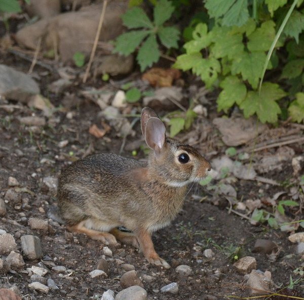 Go Outdoors Safely | Northwest Arkansas Democrat-Gazette