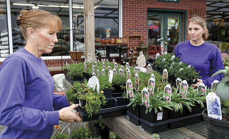 Sisters and co-owners of Hot Springs Sod &amp; Turf Sisters Vicki Young, left, and Jeanne McGuireon sort through plants at their shop on Friday, March 20 , 2020. &#x201a;&#xc4;&#xec;Photo by Grace Brown of The Sentinel-Record.
