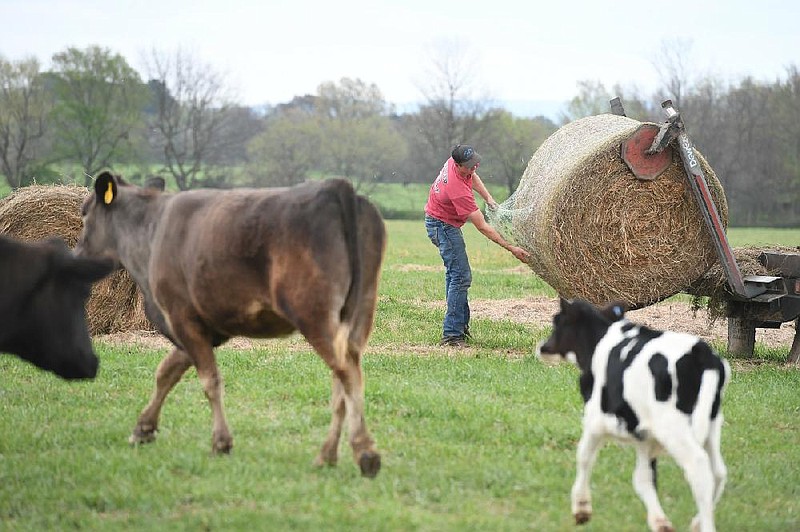 Logan Gragg feeds his cattle Monday, April 6, 2020, on his 40-acre ranch near Prairie Grove. Gragg is a pitcher in the St. Louis Cardinals organization and has been working at his land and with his family since the baseball season was canceled due to the covid-19 pandemic.