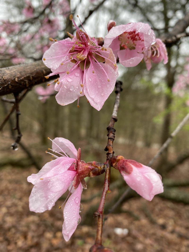 "After the Rain," a photograph by Linda Scogin, will be on show at White Lotus in Fayetteville after the gallery reopens. White Lotus is located at 4750 E. Mission Blvd, two miles east of Arkansas 265 on Arkansas 45. Information: Patricia Kulish at (479) 582-4806, lotuswhite@sbcglobal.net or Linda Scogin at linda.scogin@icloud.com. (Courtesy Photo/Linda Scogin)