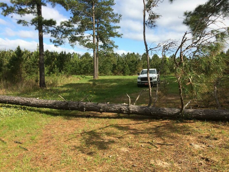 During a storm on April 12, this pine tree fell on the spot where the author would have parked his camper. (Arkansas Democrat-Gazette/Bryan Hendricks) 