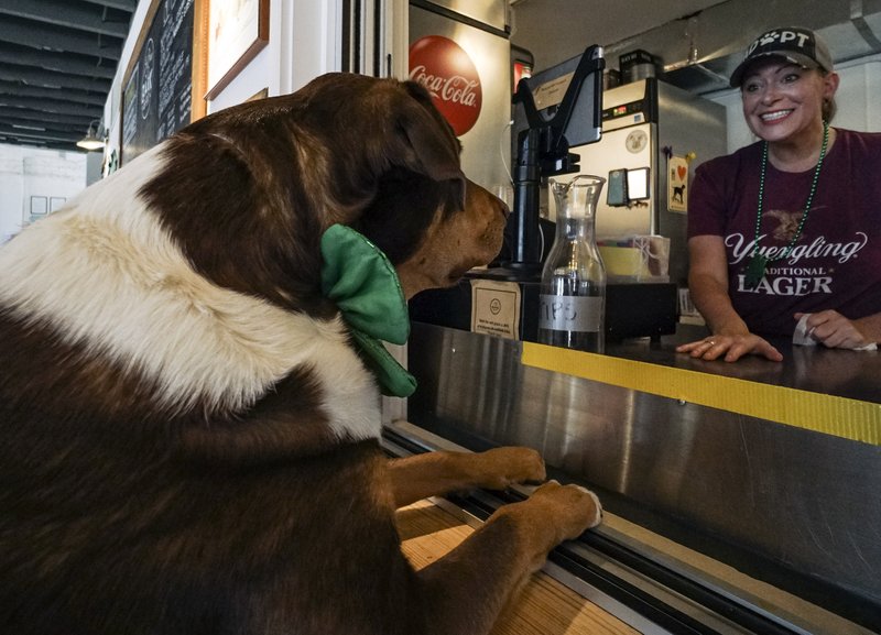 Milo, a really big and cutely demanding customer at Little Rock's Bark Bar, is ready to order in this file photo. The Bark Bar, closed for a month along with other such establishments, due to the covid-19 pandemic, has begun hosting Zoom app Yappy Hours so its customers can still socialize.

(Democrat-Gazette file photo)