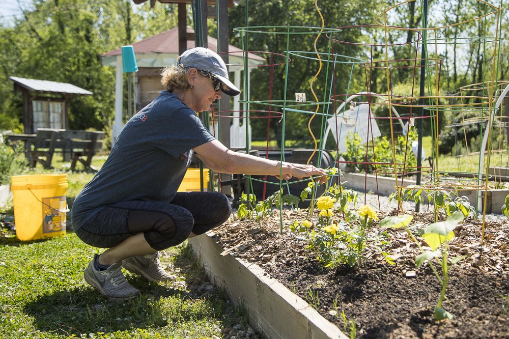04/09/2020 - Lilburn, Georgia - Gardener Andrea Brannen adjusts a cage around her plants as they start to grow in her plot during a visiting the Lilburn community garden in downtown Lilburn, Thursday, April 9, 2020. Brennen has been gardening at the community garden for a year. (ALYSSA POINTER / ATLANTA JOURNAL-CONSTITUTION)