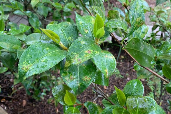 Williams: Tea scale can damage camellias