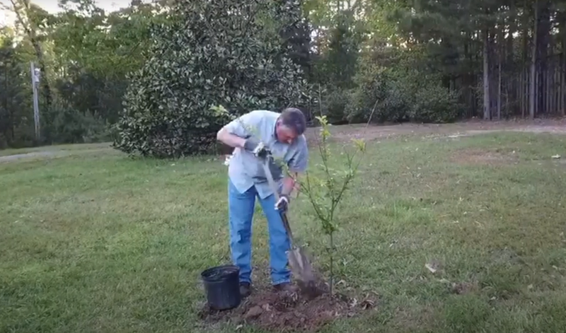 U.S. Rep. Bruce Westerman, R-Ark., plants a tree on his property in this screenshot from a video he made to promote Arbor Day.