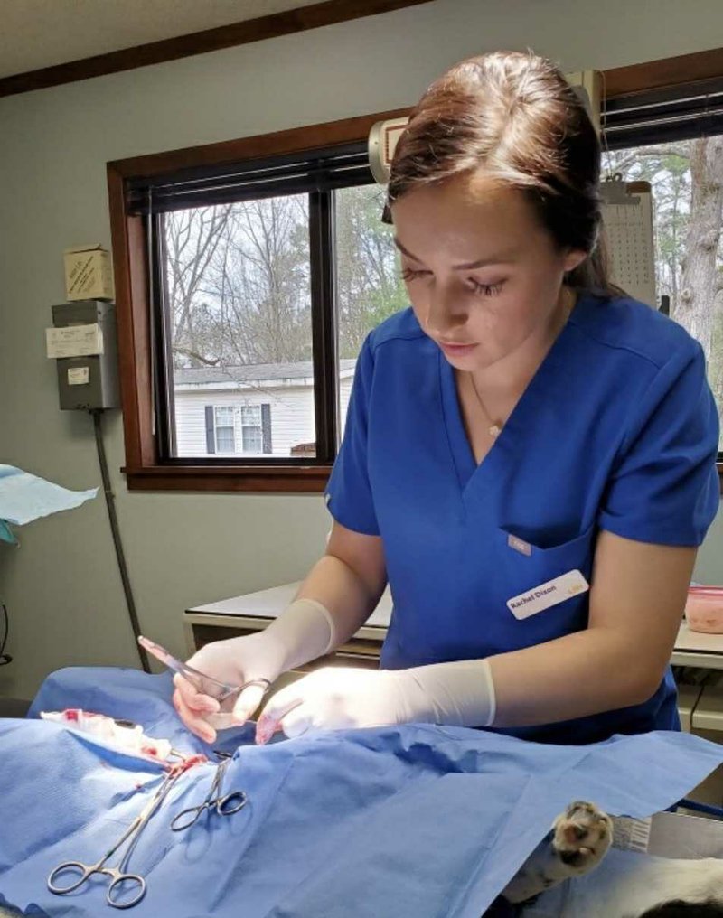 Rachel Dixon Ham works on an animal during an externship with El Dorado Animal Hospital. Dixon Ham, a third-year veterinary student at LSU is completing her semester online and is concerned about her confidence in her skills following the pandemic.