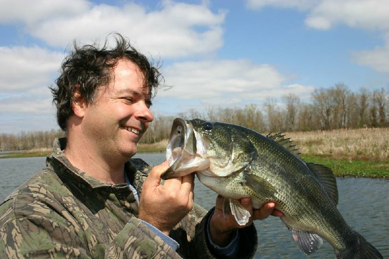 The largemouth is the biggest and most widely dispersed of the black bass. Greenish in color with an unbroken lateral line, it is found in most Arkansas waters.
(Arkansas Democrat-Gazette)