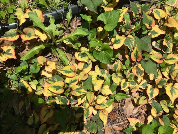 IN THE GARDEN: Identifying these yellow + green plants