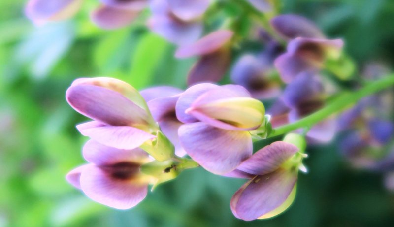 The shrub Baptisia, false indigo, is a native perennial member of the bean family. (Special to the Democrat-Gazette/Janet B. Carson)