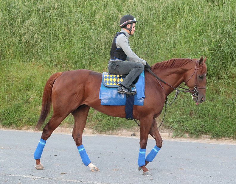 Exercise rider Joel Osorio heads to the track on Charlatan at Oaklawn Racing Casino Resort Thursday. Charlatan is the morning favorite in the first division of the Arkansas Derby scheduled to run Saturday. - Photo by Richard Rasmussen of The Sentinel-Record