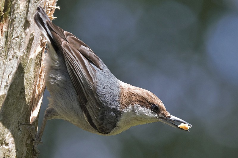 In this photo taken April 26, 2020, provided by Michael P. Kopack Jr., is a brown-headed nuthatch bird in Angier, North Carolina. As the new coronavirus drags on, interest in birdwatching has soared nationwide as bored Americans look up from their Zoom meetings or the unemployment website and notice a fascinating world just outside their window. (Michael P. Kopack via AP)