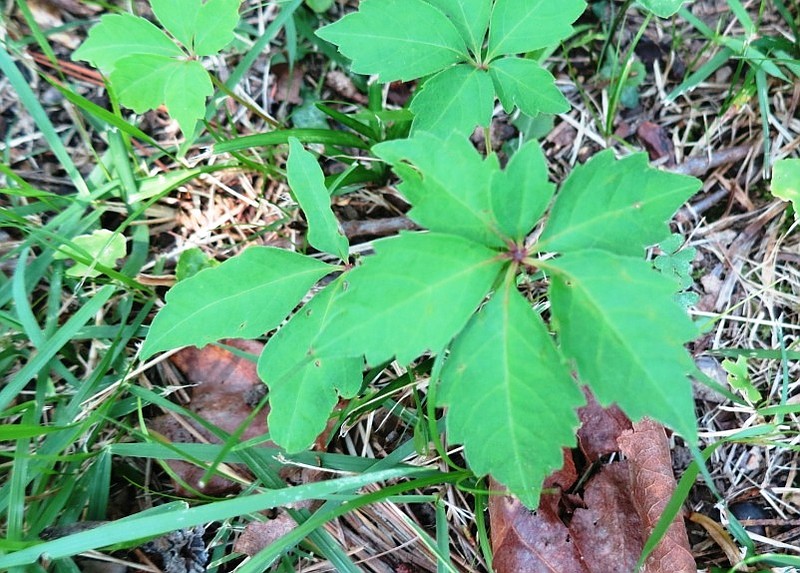 Most obnoxious plants | The Arkansas Democrat-Gazette - Arkansas' Best ...