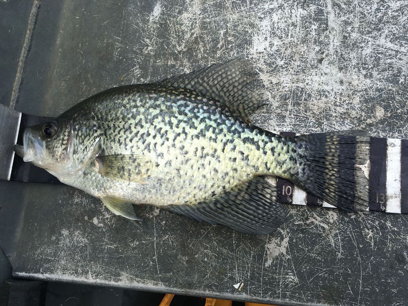 Crappie fishing beaver lake clearance