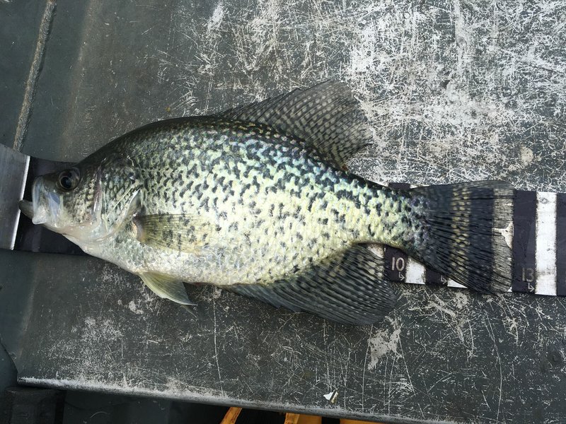 Some anglers say they catch larger crappie on the north end of Beaver Lake, but numbers are fewer. This crappie, at nearly 13 inches and caught near Rocky Branch park, was one of four similar fish caught April 28. (NWA Democrat-Gazette/Flip Putthoff)