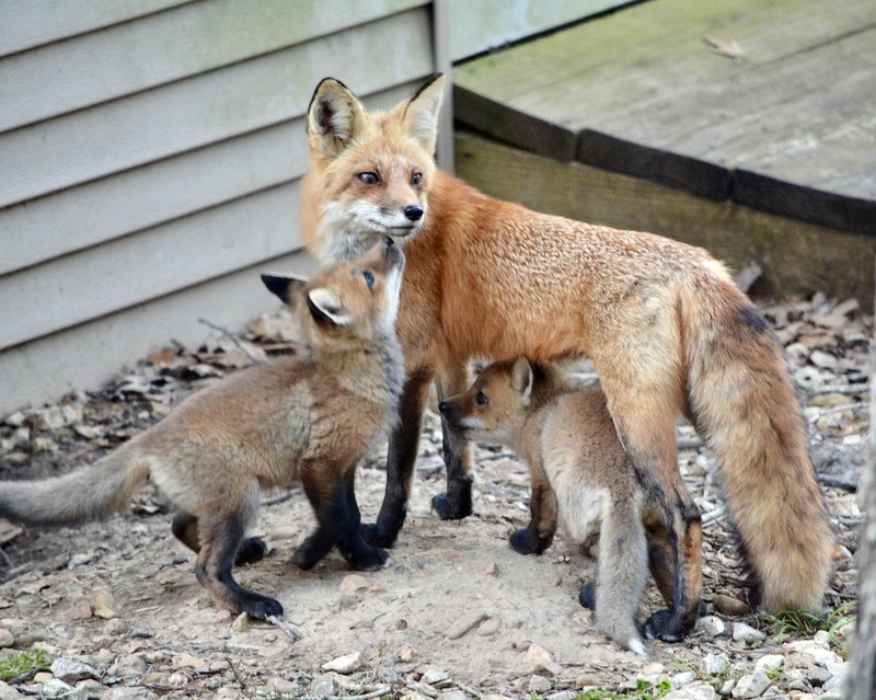 Closeup of fox family The Weekly Vista