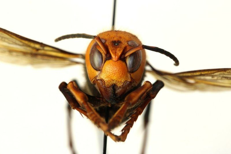 A photo of the Asian giant “murder hornet.”