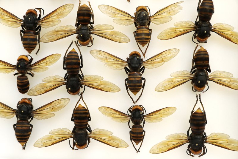AP Photo/Ted S. Warren
Asian giant hornets from Japan are shown in a display case at the Washington state Department of Agriculture, Monday, May 4, 2020, in Olympia, Wash. The insect, which has been found in Washington state, is the world's largest hornet, and has been dubbed the "Murder Hornet" in reference to its appetite for honey bees, and a sting that can be fatal to some people. 


